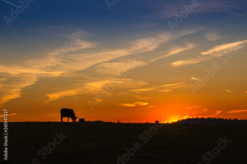 Fototapeta Naklejka Na Ścianę i Meble -  Sunset in the pasture of Extremadura with the silhouette of a cow grazing in the field