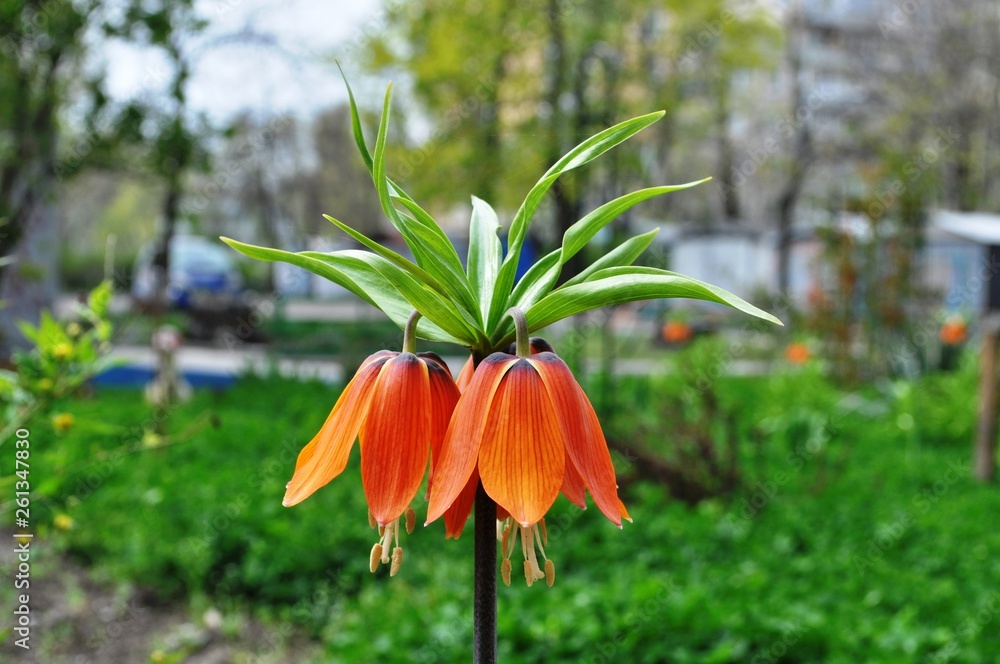 Crown of the Imperial orange flowers (Grouse Imperial) open Crown of the Imperial orange flowers (Grouse Imperial) open