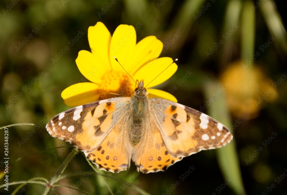 Obraz premium Details of a wild painted lady butterfly with flower