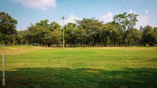 Public park with green grass , tropical tree and sky background.Trees in a field.Spring with plant