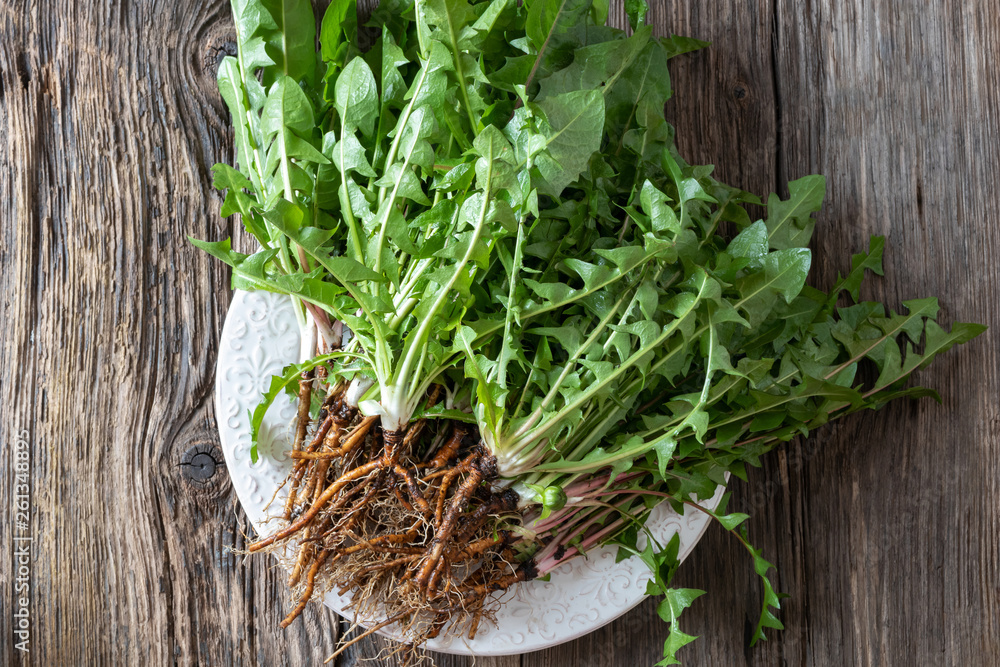 Whole dandelion plants with roots, top view Whole dandelion plants with roots, top view