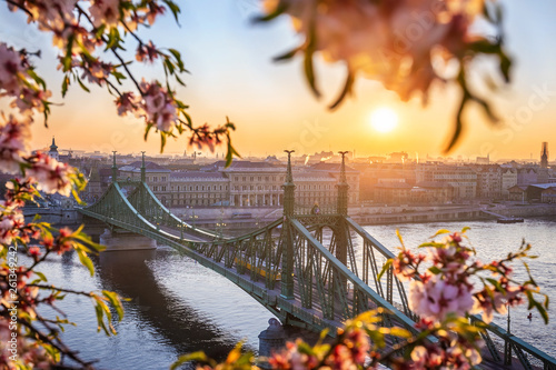 Budapest, Hungary - Beautiful Liberty Bridge over River Danube with traditional yellow tram at sunrise and cherry blossom at foreground. Spring has arrived in Budapest