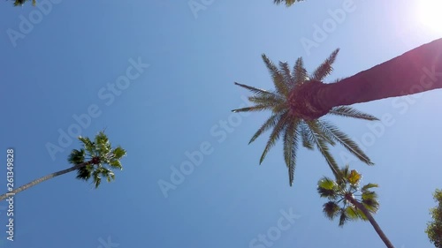 Palm Tree Alley - typical for Beverly Hills