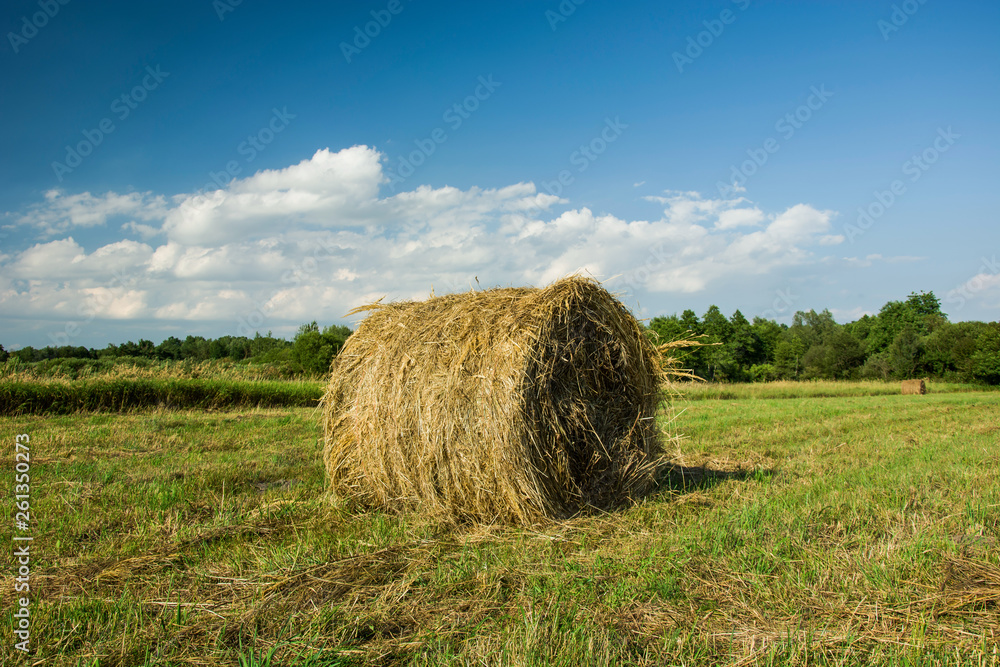 Round hay bale in the field, forest and white clouds on blue sky