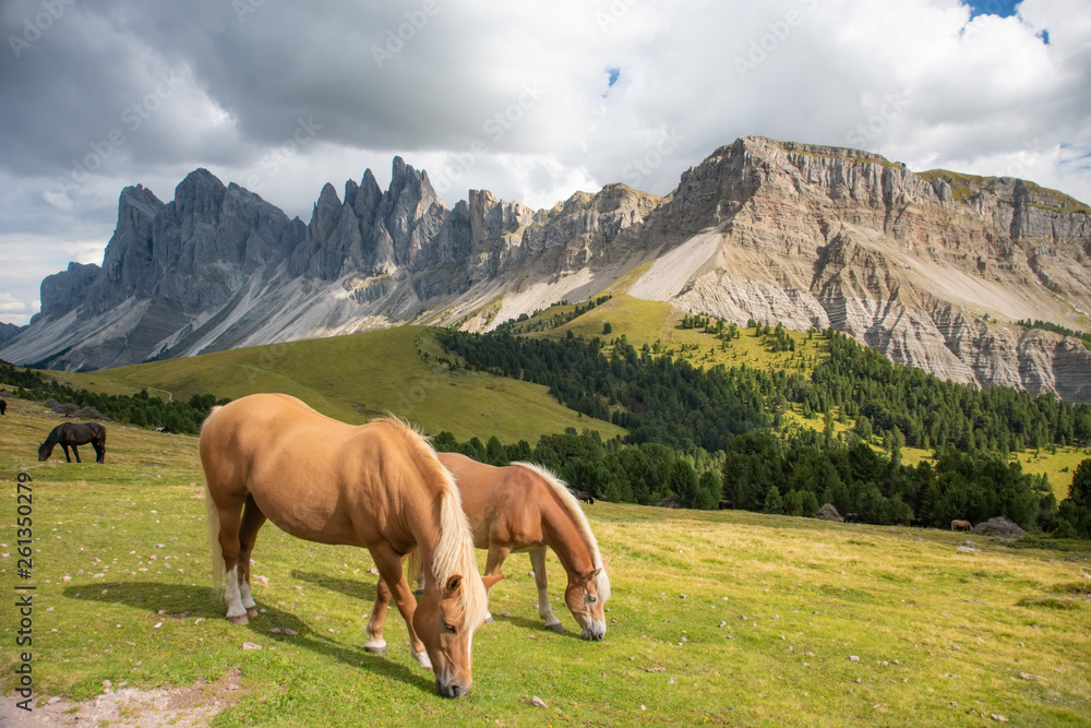 Horse over Dolomite landscape Geisler or Odle mountain Dolomites Group, Val di Funes, tourist region of Italy