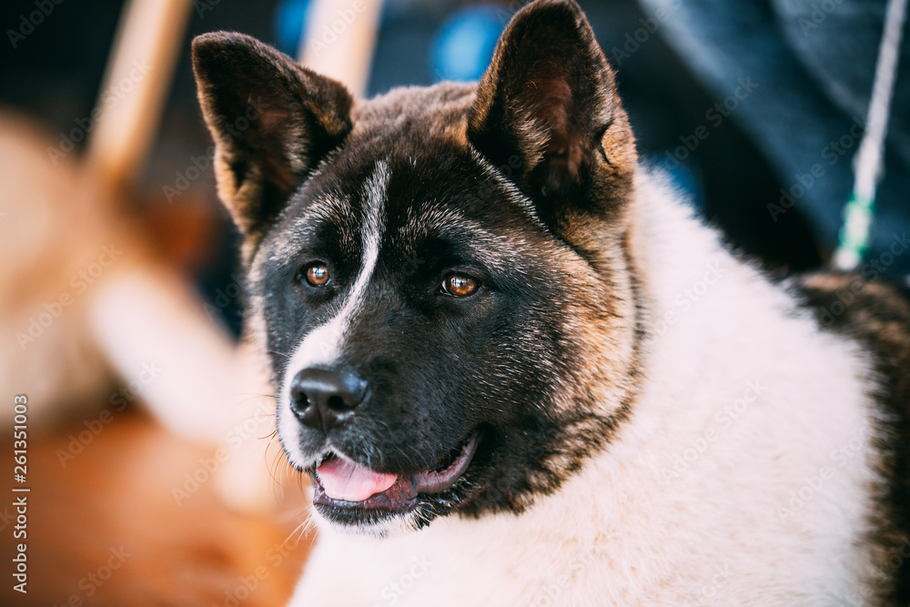 American Akita Dog Close Up Portrait American Akita Dog Close Up Portrait