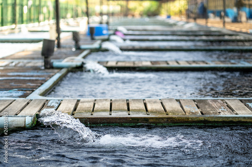 Water flow treatment system from the water pump pipe.Motion of water gushing out of the pipe from Koi Pond Carp fish farm for oxygen.Water was drain by tube pvc.Industrial wastewater treatment.