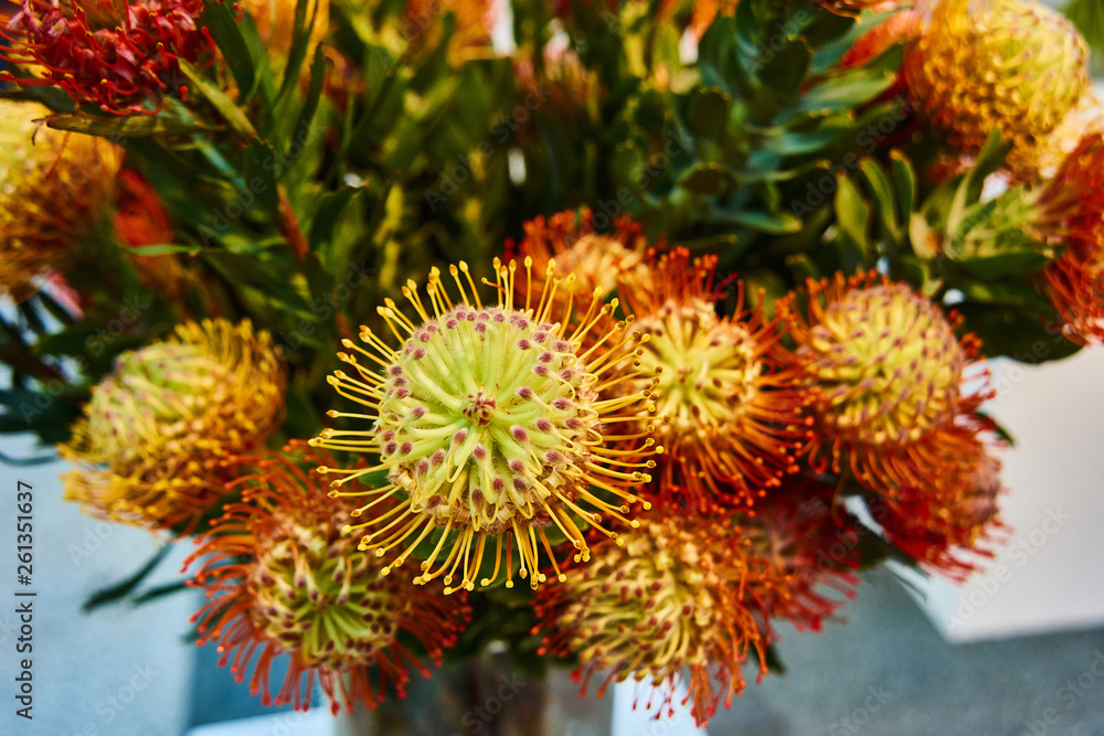 Bright red stamen with yellow tips give this pincushion the appearance of a fireball in motion Bright red stamen with yellow tips give this pincushion the appearance of a fireball in motion