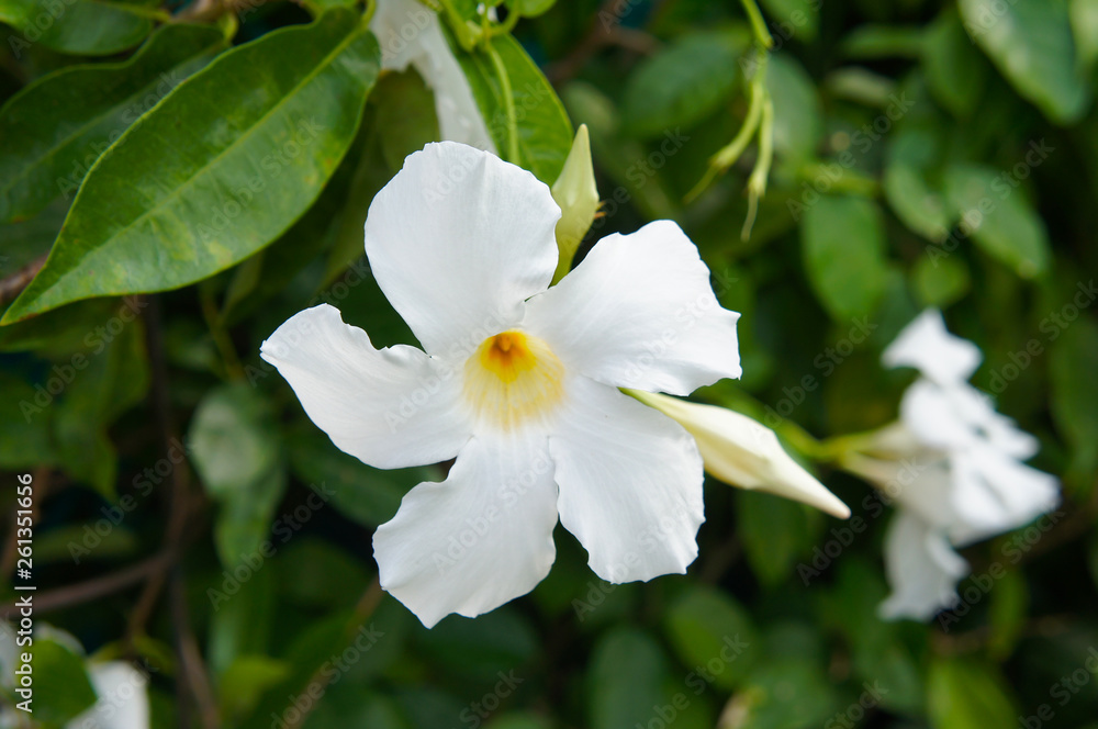 Allamanda  cathartica white flowers with green 