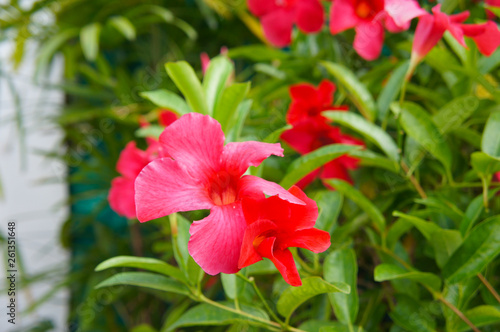 Allamanda  cathartica magenta red flowers with green 