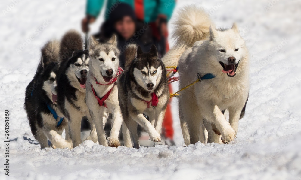Samoyed pulling sled hotsell