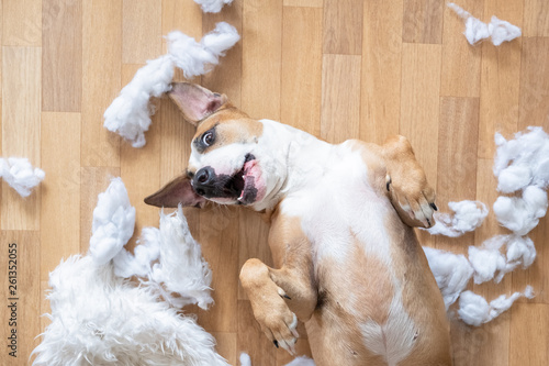 Photography Playful dog among torn pieces of a pillow on the floor, top view