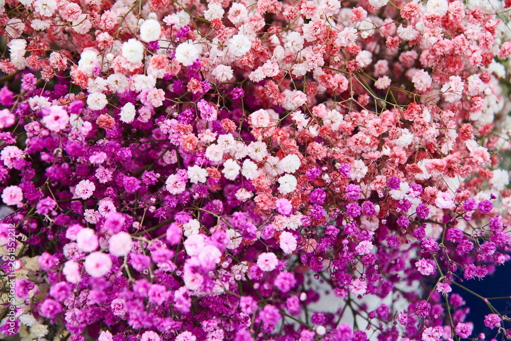Fototapeta premium Gypsophila is valued for openwork, graceful, thick small-leafed shoots that give the bouquets and arrangements a special decorative and airy