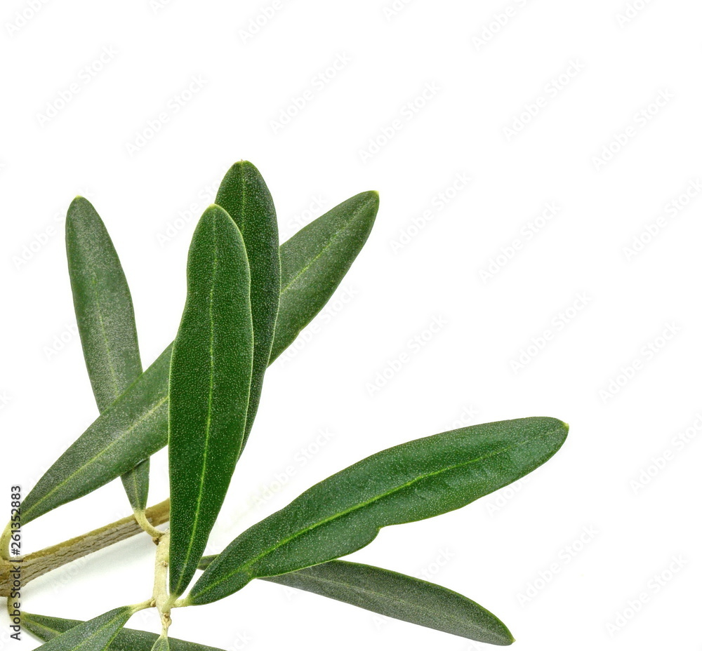 A photo of a green olive branch, isolated on white. Olive branch and leaves isolated on white background. A photo of a green olive branch, isolated on white. Olive branch and leaves isolated on white background.