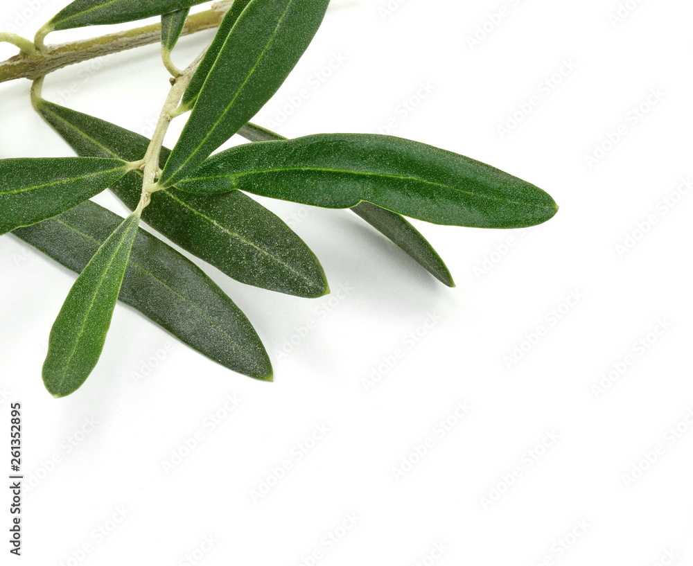 A photo of a green olive branch, isolated on white. Olive branch and leaves isolated on white background. A photo of a green olive branch, isolated on white. Olive branch and leaves isolated on white background.