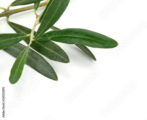 A photo of a green olive branch, isolated on white. Olive branch and leaves isolated on white background.