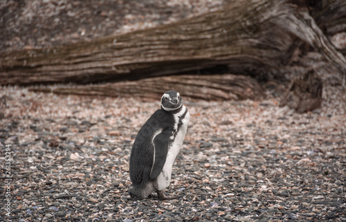 Pinguino de magallanes