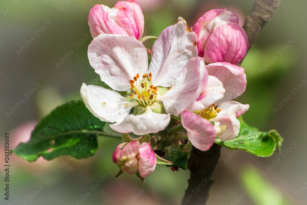 Apple blossom on apple tree