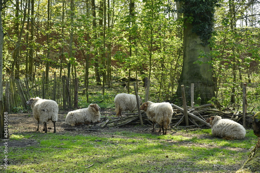 Petit troupeau de moutons à l'ombre dans un enclos au domaine de l'abbaye du Rouge-Cloître à Auderghem Petit troupeau de moutons à l'ombre dans un enclos au domaine de l'abbaye du Rouge-Cloître à Auderghem