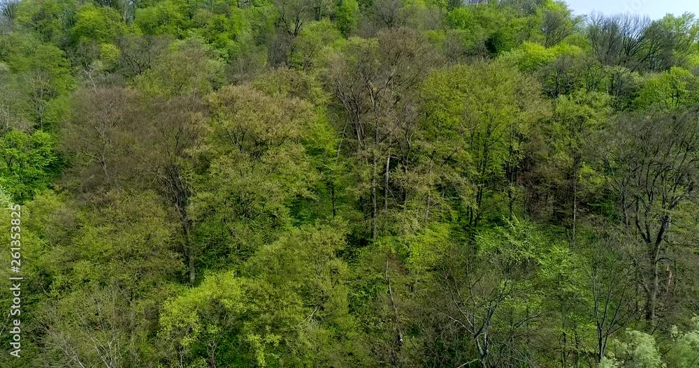 Green forest in 4K. Camera rises up showing the trees of the forest. Green forest in 4K. Camera rises up showing the trees of the forest.