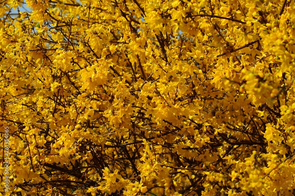 forsythia ,yellow bush in spring park - early spring forsythia ,yellow bush in spring park - early spring