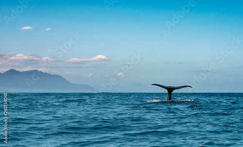 Tail of a Sperm Whale diving down with the Kaikoura Ranges in the background, New Zealand.