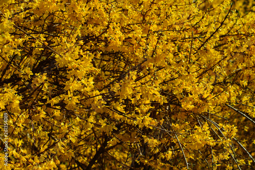 forsythia ,yellow bush in spring park - early spring
