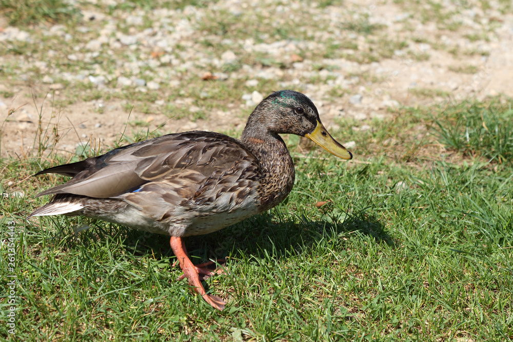 Stockente / Mallard / Anas platyrhynchos.. Stockente / Mallard / Anas platyrhynchos..