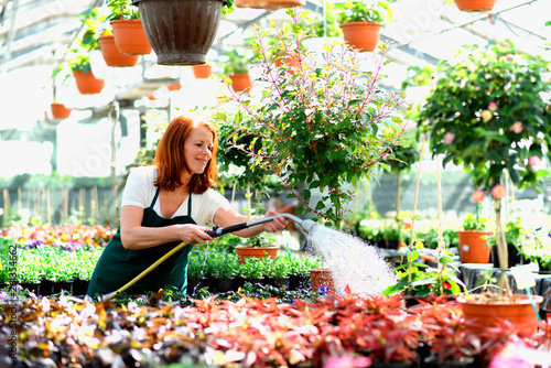 Tela Gärtnerin gießt Pflanzen/ Blumen im Gewächshaus einer Gärtnerei // Woman waterin