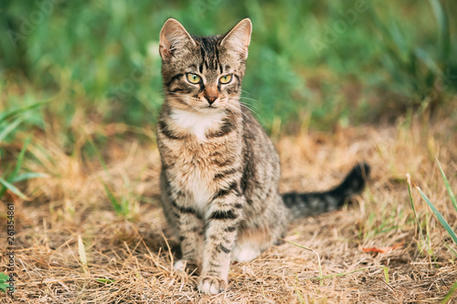 Wallpaper Mural Cute Tabby Gray Cat Kitten Sitting In Grass Outdoor Torontodigital.ca