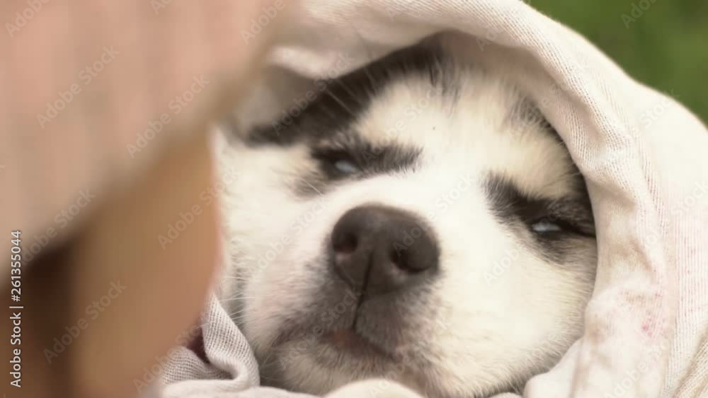 Puppy Siberian Husky Sleeping On Hands Puppy Siberian Husky Sleeping On Hands