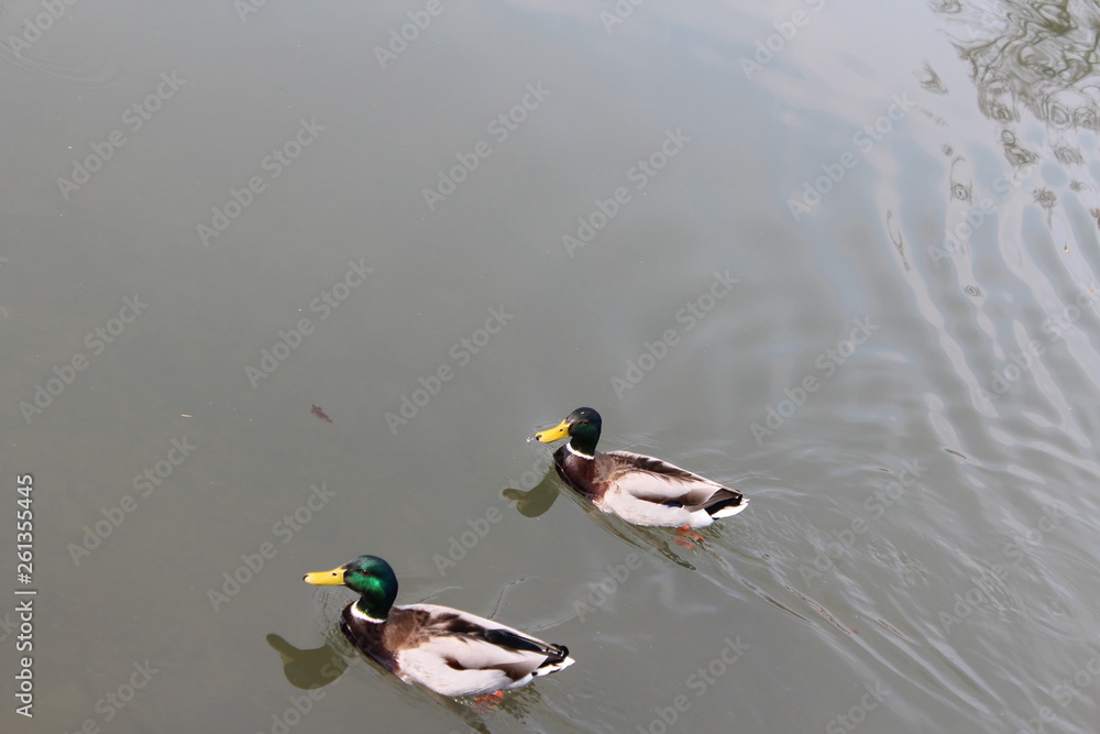 ducks in water ducks in water