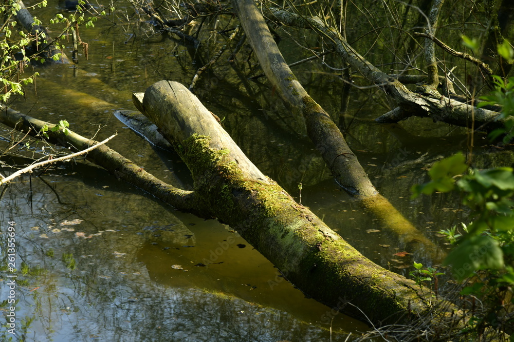 Troncs et branches couchés dans l'eau au petit étang des Clabots en forêt de Soignes Troncs et branches couchés dans l'eau au petit étang des Clabots en forêt de Soignes