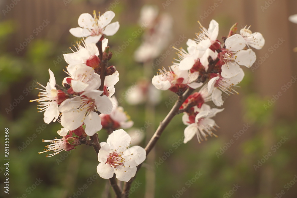 Apricot plum tree Blossom in spring time Apricot plum tree Blossom in spring time