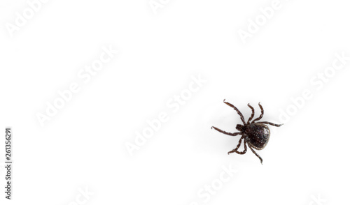 A predatory tick isolated on white background. Close-up, top view.