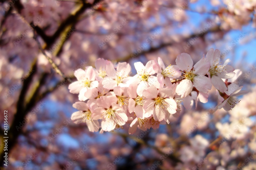 Pink flowering tree over nature background .Spring tree . Spring Background. Pink flowering tree over nature background .Spring tree . Spring Background.