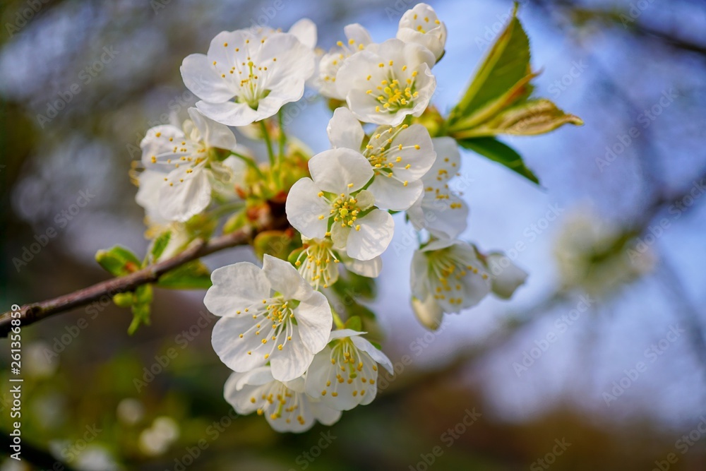  Flowering tree over nature background - Spring tree - .Spring Background.