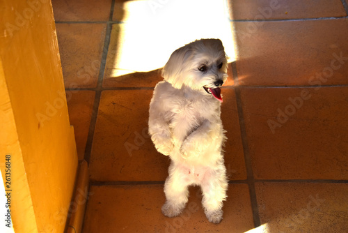 little white dog is dancing at the background of sunny day