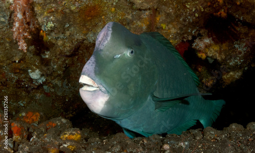 Underwater world - Green humphead parrotfish - Bolbometopon muricatum. Liberty wreck. Tulamben, Bali, Indonesia.  © diveivanov