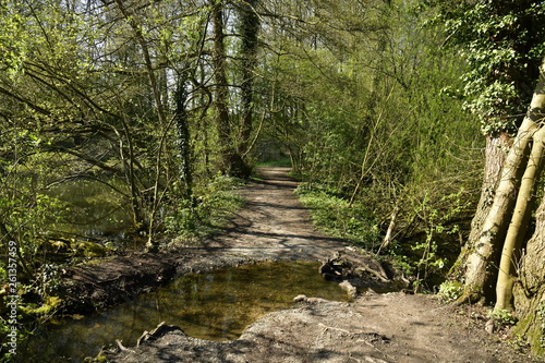 Chemin traversé par un filet d'eau entre les étangs du Petit et Grands Clabots en forêt de Soignes