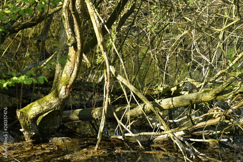 Branchages entrem  l  es le long des berges du grand   tang des Clabots au domaine de l abbaye du Rouge-Clo  tre    Auderghem 