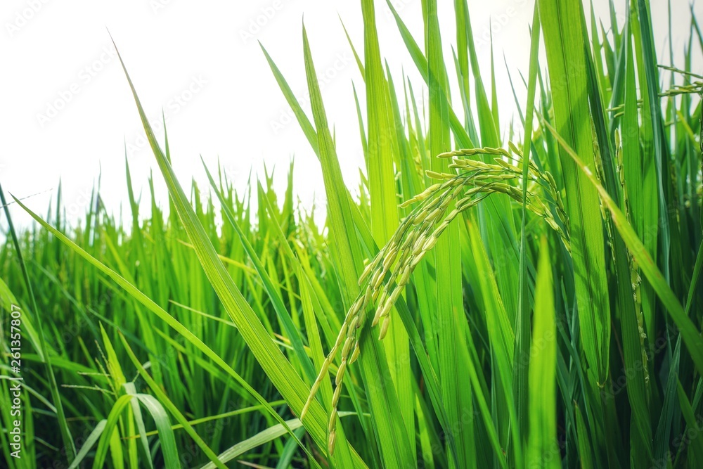Asian fresh organic Jasmine Rice in the green paddy rice field on beautiful sunlight and blue sky background.Rustic and Countryside.Food,Agriculture,Nature landscape Concept.Copy space for text. Asian fresh organic Jasmine Rice in the green paddy rice field on beautiful sunlight and blue sky background.Rustic and Countryside.Food,Agriculture,Nature landscape Concept.Copy space for text.