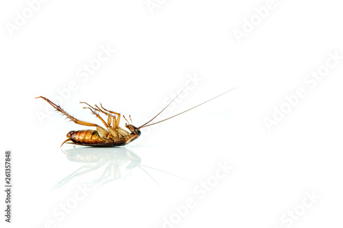 Dead Cockroach on white table with reflection.Contagion the disease, Animal,Plague,Healthy,Home concept of advertisement design.Cockroaches are carriers of contagion the disease. © Poh Smith