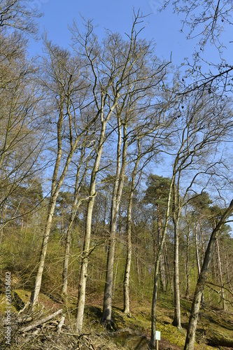 Hêtres majestueux sur une colline à la forêt de Soignes à Auderghem