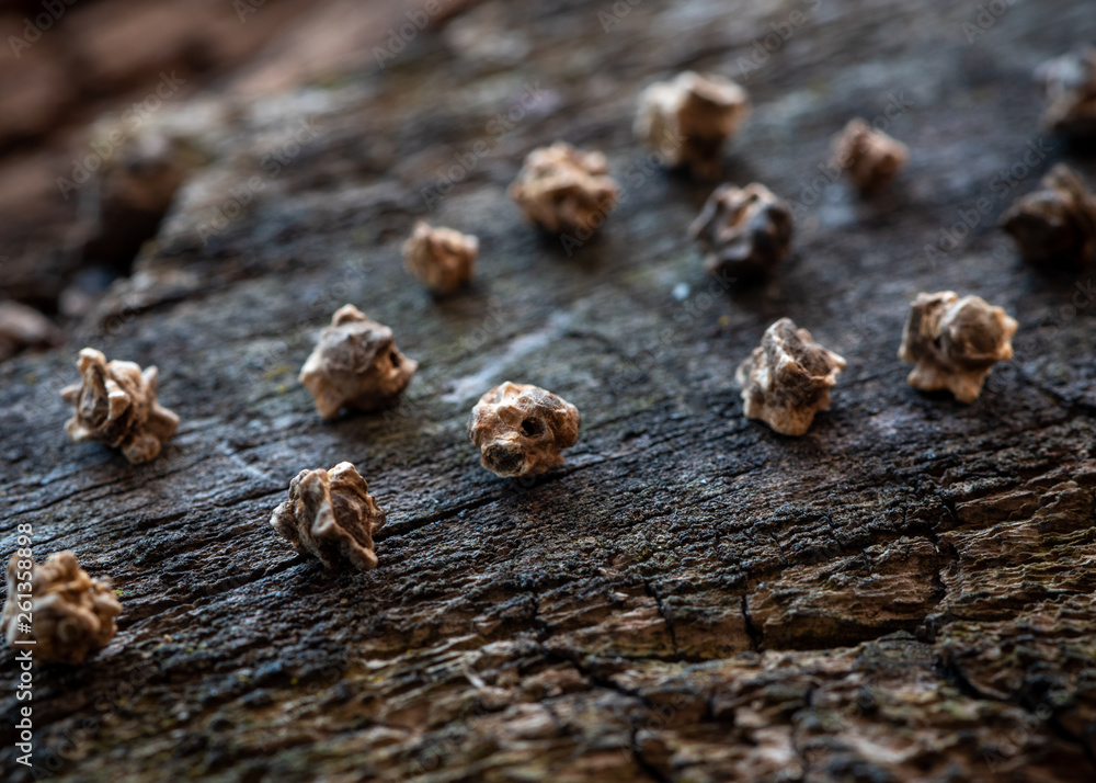 Chard seeds closeup on wooden background. Chard seeds closeup on wooden background.