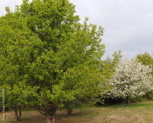 Field of Trees