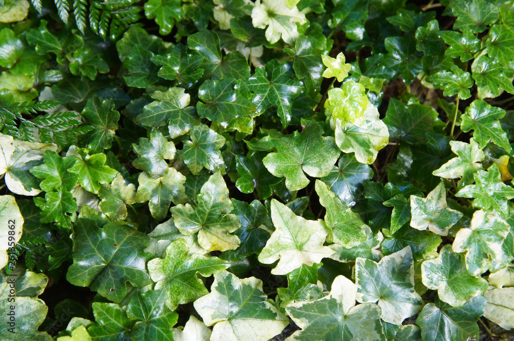 Obraz premium Hedera helix or ivy green leaves background 