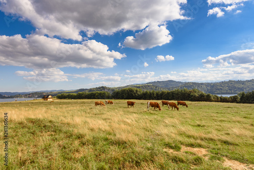 Cows on the summer pasture in Pieniny mountains in Poland.