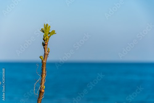 Branch of a Fig Tree about to Bloom in Spring in Italy