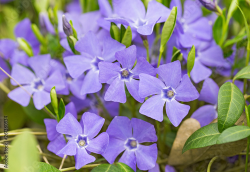 Vinca minor L. - lesser periwinkle  dwarf periwinkle  small periwinkle  common periwinkle  myrtle  creeping myrtle. periwinkle flowers growing in the meadow